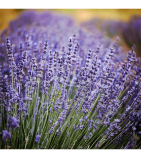 Lavender Plus Natural flavour